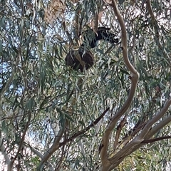 Corcorax melanorhamphos (White-winged Chough) at Giralang, ACT - 29 Sep 2024 by Esther