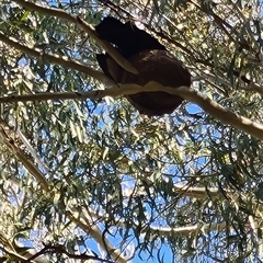 Corcorax melanorhamphos at Giralang, ACT - 29 Sep 2024 02:00 PM