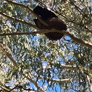 Corcorax melanorhamphos at Giralang, ACT - 29 Sep 2024 02:00 PM