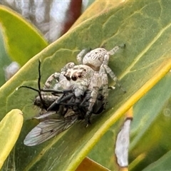 Opisthoncus sp. (genus) (Opisthoncus jumping spider) at Burradoo, NSW - 29 Sep 2024 by GlossyGal