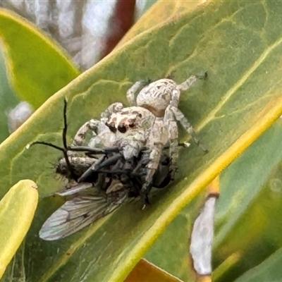 Opisthoncus sp. (genus) (Opisthoncus jumping spider) at Burradoo, NSW - 29 Sep 2024 by GlossyGal