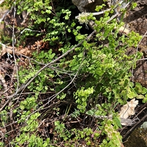 Adiantum aethiopicum at Uriarra Village, ACT - 29 Sep 2024