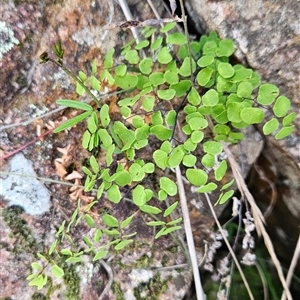 Adiantum aethiopicum at Uriarra Village, ACT - 29 Sep 2024