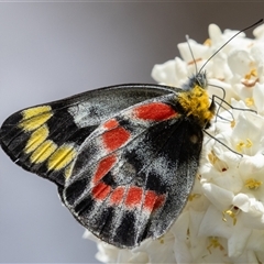 Delias harpalyce (Imperial Jezebel) at Symonston, ACT - 29 Sep 2024 by rawshorty