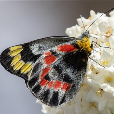 Delias harpalyce (Imperial Jezebel) at Symonston, ACT - 29 Sep 2024 by rawshorty