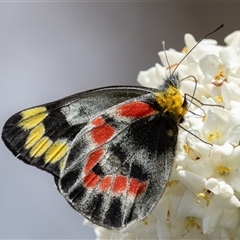 Delias harpalyce at Symonston, ACT - 29 Sep 2024 12:44 PM