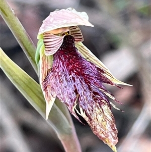 Calochilus platychilus at Blue Mountains National Park, NSW - 29 Sep 2024