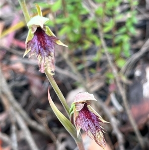Calochilus platychilus at Blue Mountains National Park, NSW - suppressed