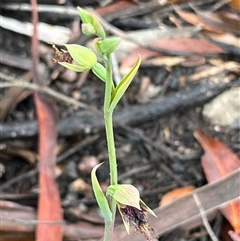 Calochilus platychilus at Blue Mountains National Park, NSW - suppressed