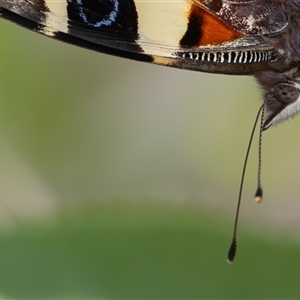 Vanessa itea at Symonston, ACT - 29 Sep 2024