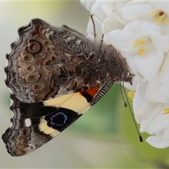 Vanessa itea at Symonston, ACT - 29 Sep 2024