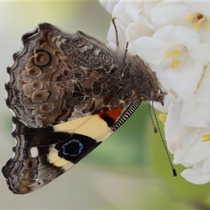 Vanessa itea at Symonston, ACT - 29 Sep 2024