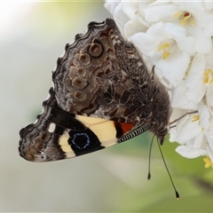 Vanessa itea at Symonston, ACT - 29 Sep 2024