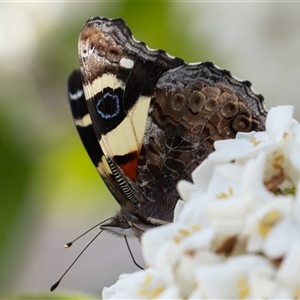 Vanessa itea at Symonston, ACT - 29 Sep 2024