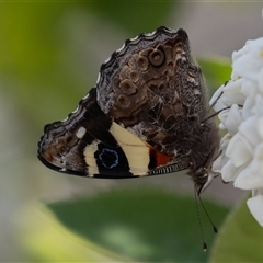 Vanessa itea at Symonston, ACT - 29 Sep 2024