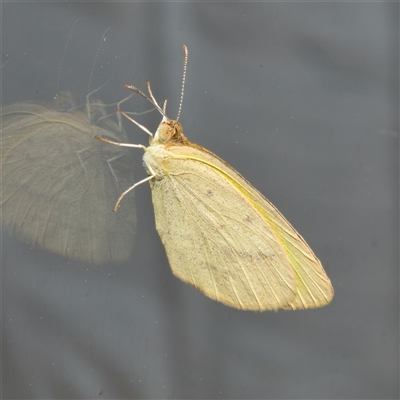 Eurema herla (Pink Grass-yellow) at Downer, ACT - 29 Sep 2024 by RobertD