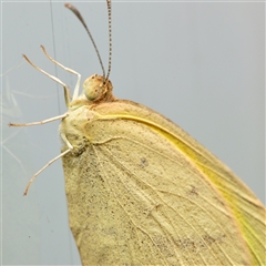 Eurema herla at Downer, ACT - 29 Sep 2024