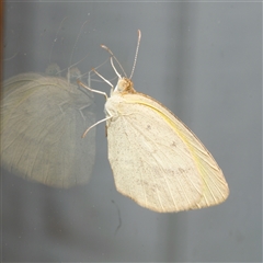 Eurema herla at Downer, ACT - 29 Sep 2024