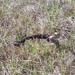 Pseudonaja textilis (Eastern Brown Snake) at Yarralumla, ACT - 29 Sep 2024 by jpittock