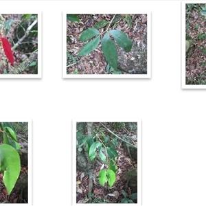 Cynometra roseiflora at Mossman Gorge, QLD by Jase