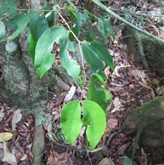 Cynometra roseiflora at suppressed - suppressed