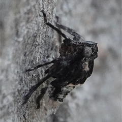 Fulgoroidea (superfamily) (Unidentified fulgoroid planthopper) at Hall, ACT - 28 Sep 2024 by Anna123