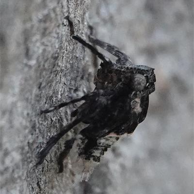 Fulgoroidea sp. (superfamily) (Unidentified fulgoroid planthopper) at Hall, ACT - 28 Sep 2024 by Anna123