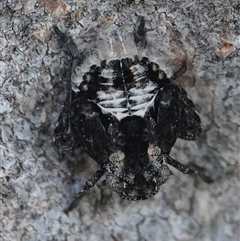 Fulgoroidea sp. (superfamily) at Hall, ACT - 28 Sep 2024