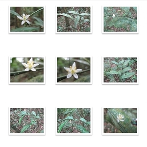 Citrus inodora (north Queensland lime) at Mossman Gorge, QLD by Jase