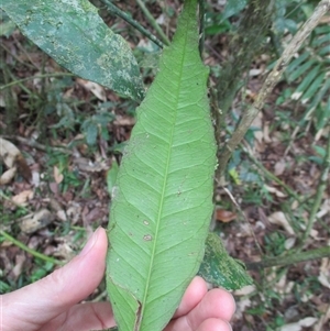Citrus inodora at suppressed - suppressed