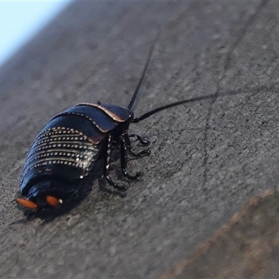 Ellipsidion australe (Austral Ellipsidion cockroach) at Hall, ACT - 28 Sep 2024 by Anna123