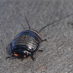 Ellipsidion australe at Hall, ACT - 28 Sep 2024 04:48 PM