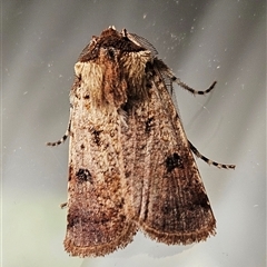 Agrotis porphyricollis (Variable Cutworm) at Hawker, ACT - 29 Sep 2024 by sangio7