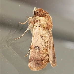 Agrotis porphyricollis at Hawker, ACT - suppressed