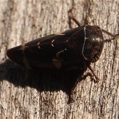 Eurymeloides punctata (Gumtree hopper) at Hall, ACT - 28 Sep 2024 by Anna123