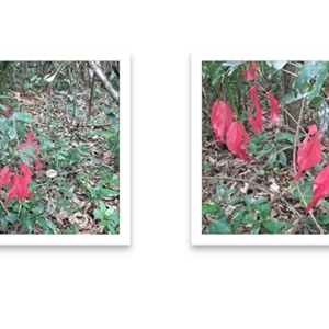 Cynometra roseiflora at Mossman Gorge, QLD by Jase