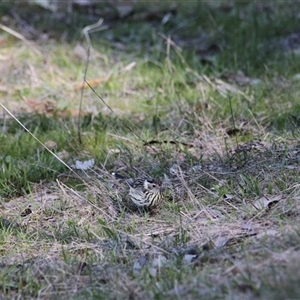 Pyrrholaemus sagittatus at Springdale Heights, NSW - 29 Jul 2024 02:15 PM