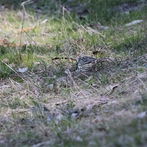 Pyrrholaemus sagittatus at Springdale Heights, NSW - 29 Jul 2024 02:15 PM