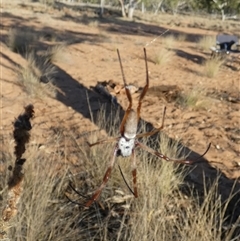 Unidentified Orb-weaving spider (several families) at Anatye, NT - 22 Aug 2024 by Paul4K