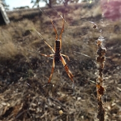 Trichonephila edulis at Anatye, NT - 23 Aug 2024 08:19 AM