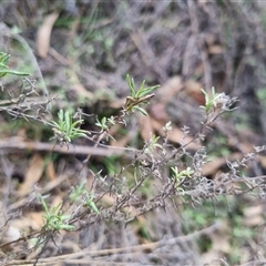 Thema macroscia at Bungendore, NSW - 29 Sep 2024