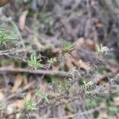 Thema macroscia at Bungendore, NSW - 29 Sep 2024