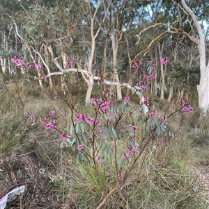 Indigofera australis subsp. australis at Crace, ACT - 26 Sep 2024