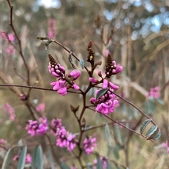 Indigofera australis subsp. australis at Crace, ACT - 26 Sep 2024