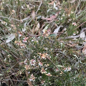 Lissanthe strigosa subsp. subulata at Kaleen, ACT - 26 Sep 2024