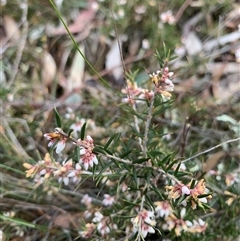 Lissanthe strigosa subsp. subulata at Kaleen, ACT - 26 Sep 2024