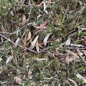 Lissanthe strigosa subsp. subulata at Kaleen, ACT - 26 Sep 2024