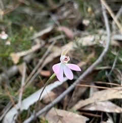 Caladenia carnea (Pink Fingers) at Kaleen, ACT - 26 Sep 2024 by jbuddee