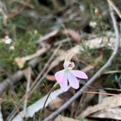 Caladenia carnea at Kaleen, ACT - 26 Sep 2024