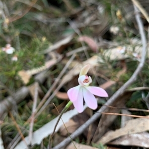 Caladenia carnea at Kaleen, ACT - suppressed